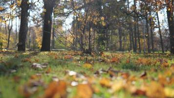 un' scoiattolo nel il sfondo si arrampica un' albero video