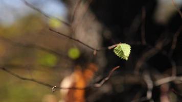 una hermosa hoja verde en un árbol video