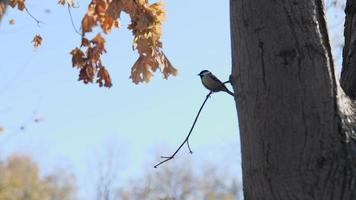 a titmouse sits on a tree branch video