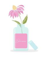 Echinacea purpurea plant. Echinacea flowers with blue bottle . Extract, supplement, natural oil, medicinal herbs. vector