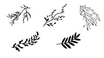 Set of Branches with Leaves Shilouette sketch vector