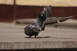 palomas callejeras divirtiéndose en un entorno urbano. foto