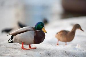 hermosos paseos de patos salvajes en invierno foto