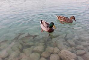 two ducks swim in a lake with clear water where fish can also be seen. photo