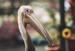 a beautiful pelican on a city street walks down the street. photo