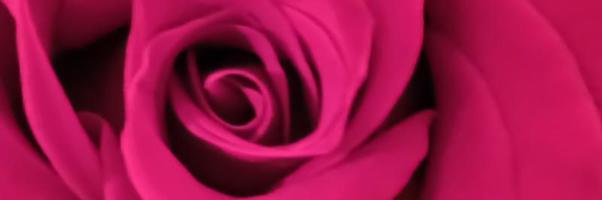 Rose background pink photo