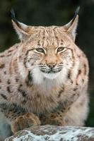 Portrait ofEurasian lynx photo