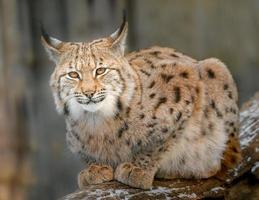 lince euroasiático en invierno foto