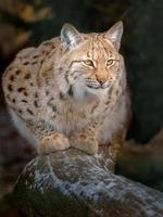 Eurasian lynx in winter photo