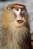 Patas monkey portrait photo