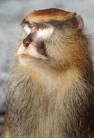 Patas monkey portrait photo