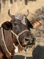 Panoramic view of black and white cow photo