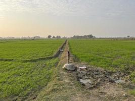 Cinematic color graded aerial view of a field crops in the village of Pakistan Beautiful landscape view of rice field in Thathi Mianwali photo