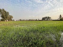 vista aérea cinematográfica graduada en color de un campo de cultivo en el pueblo de pakistán hermosa vista del paisaje del campo de arroz en thathi mianwali foto