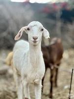 goat on a meadow free to downloads photo