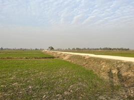 Cinematic color graded aerial view of a field crops in the village of Pakistan Beautiful landscape view of rice field in Thathi Mianwali photo