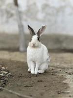 little rabbit on the farm free to downloads photo