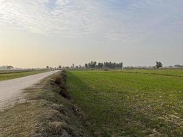 Cinematic color graded aerial view of a field crops in the village of Pakistan Beautiful landscape view of rice field in Thathi Mianwali photo