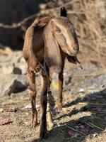 goat on a meadow free to downloads photo