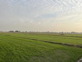 Cinematic color graded aerial view of a field crops in the village of Pakistan Beautiful landscape view of rice field in Thathi Mianwali photo