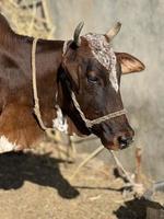 Panoramic view of black and white cow photo