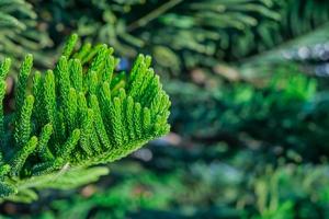 Close-up of a Norfolk Island pine leaf branch. Araukariakuki, blurred background, idea for postcard or article photo