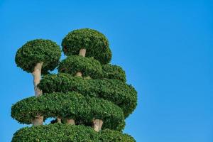 The crown of a green tree against the background of a clear blue sky, the idea of caring for nature, the background of the problems of ecology and environmental protection photo