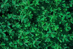Green grass lawn, top view of clover leaves, idea for background or wallpaper design photo