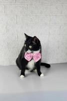 Portrait of a black and white cat with green eyes and a pink bow. photo