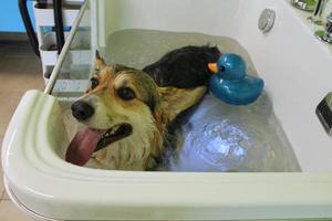 Funny welsh corgi pembroke dog taking relaxing ozone bubble bath in grooming salon. Animal care, wellness, spa procedure concept. Hygiene of pets, wet animal sitting in bathroom. Close-up photo