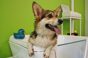 Corgi welsh pembroke with wet fur standing in a bathroom after bathing and washing in grooming salon. Professional hygiene, welness, spa procedures of animals concept. Domestic pet care idea. Close up photo