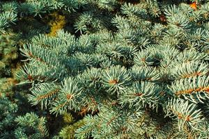 Close-up of fresh blue spruce branches. Composition picea pungens landscaping in japanese garden. Nature botanical evergreen pine coniferous plants concept. Christmas decorative tree for holiday photo