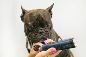 French bulldog and electric nail grinder in hands of groomer. Polish claws, trimming, cutting, manicure of pets concept. Animal hygiene care. Professional beauty procedure in grooming salon. Close-up photo