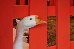 White goose on dry grass hay at backyard of animal farm with red wooden fence. Home pet bird. Countryside landscape. Natural, organic, cultivation, agriculture concept. Farming business. Agritourism photo