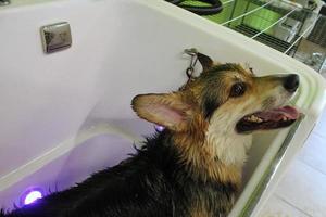 corgi welsh pembroke con piel mojada de pie en un baño después de bañarse y lavarse en el salón de aseo. higiene profesional, bienestar, procedimientos de spa del concepto de animales. idea de cuidado de mascotas domésticas. de cerca foto