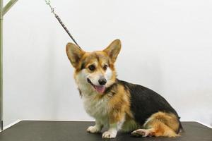 Funny corgi welsh pembroke with safety belt standing on dog grooming table in salon. Proffesional service, pet care, wellness, spa, hygiene, beauty of animals concept. Close-up photo