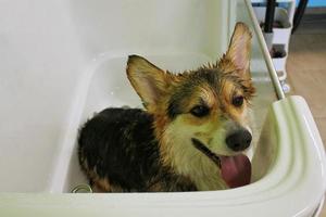 corgi welsh pembroke con piel mojada de pie en un baño después de bañarse y lavarse en el salón de aseo. higiene profesional, bienestar, procedimientos de spa del concepto de animales. idea de cuidado de mascotas domésticas. de cerca foto