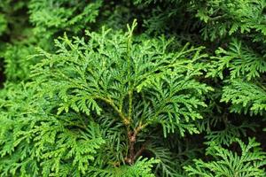 Green branches of thuja tree. Evergreen chinese cypress tui coniferous. Thuya juniper twig. Decorative plant gardening. Nature cedar christmas composition leaves texture pattern background. Close-up photo