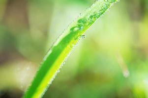 foto macro de hierba verde con gotas de rocío en ella. naturaleza macro.