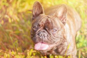 Portrait of a French brindle bulldog with black color. Dog on the background of green grass. photo