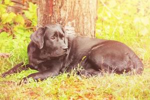 A dog of the Labrador retriever breed lies on the grass. Junior labrador puppy. photo