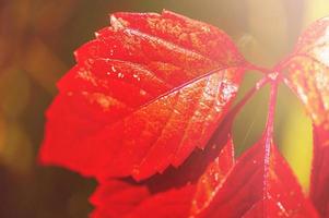 Autumn red leaves in sunlight. Fine focal part on leaf macro photo. photo