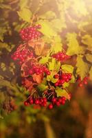 A red viburnum grows in the meadow. Viburnum bush on a sunny warm day. photo