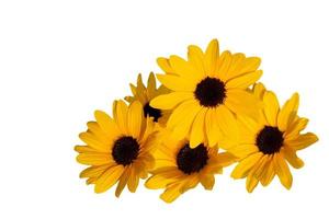 isolated bright yellow sunflowers bouquet photo