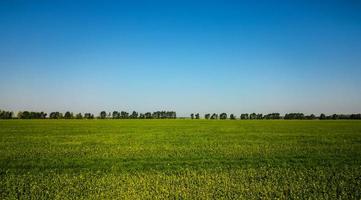 Panorama of blooming fields and blue sky photo