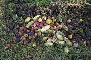 verduras y frutas podridas en la hierba. limpieza del jardín. productos sancionados. foto