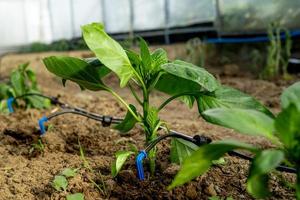 riego por goteo cerca del brote de pimiento joven foto