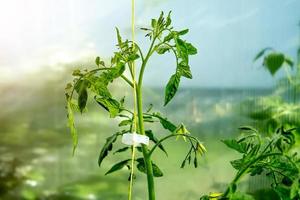 tomato seedling tied on a string in a greenhouse photo