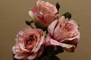 Pink bouquet of roses illustrated on a blank background photo