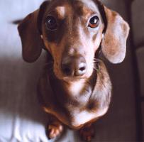 Close up portrait of cute Dachshund dog sitting on a bed looking up photo